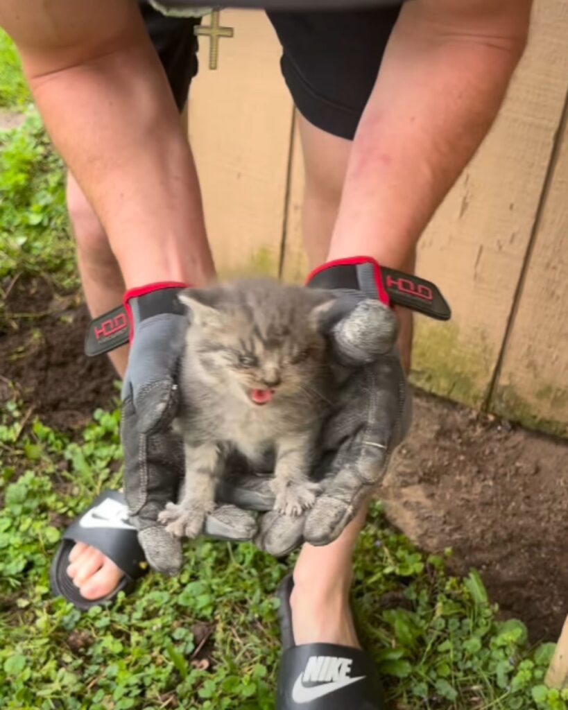 man holding a kitten