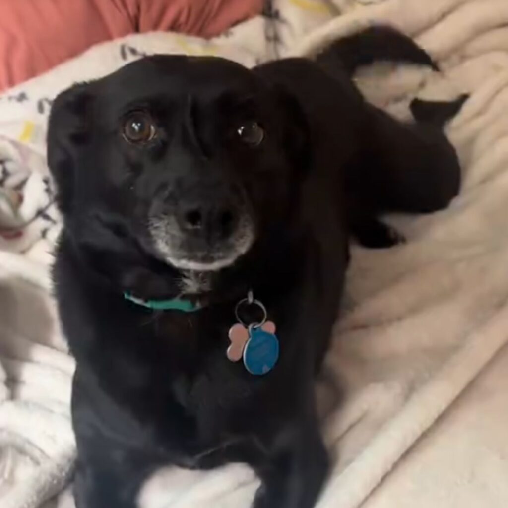 black dog lying in bed