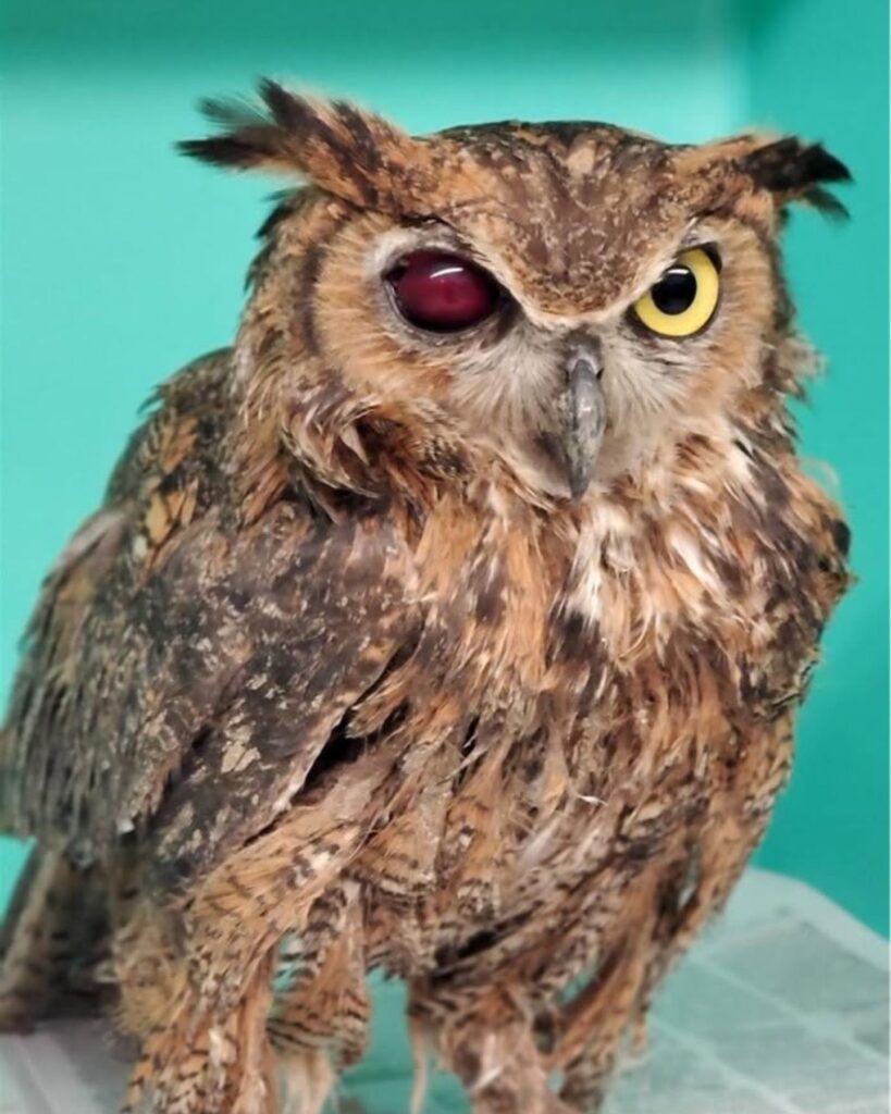 owl with one red eye