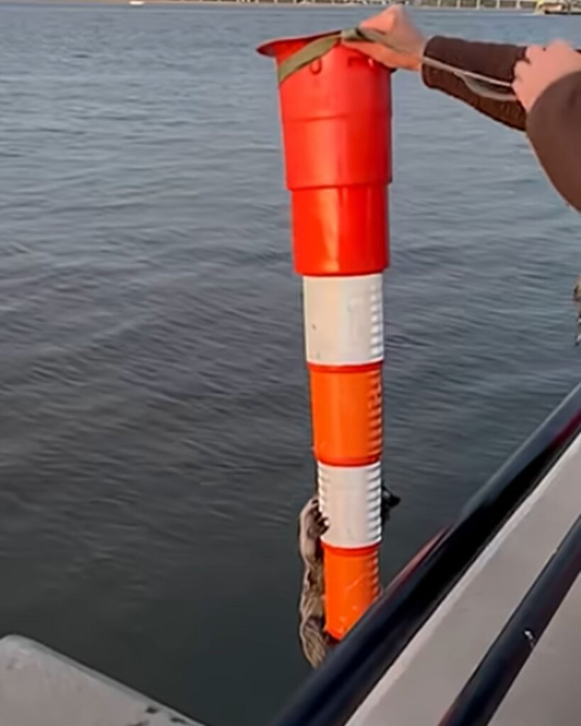 man's hand holding a traffic cone with raccoon on it