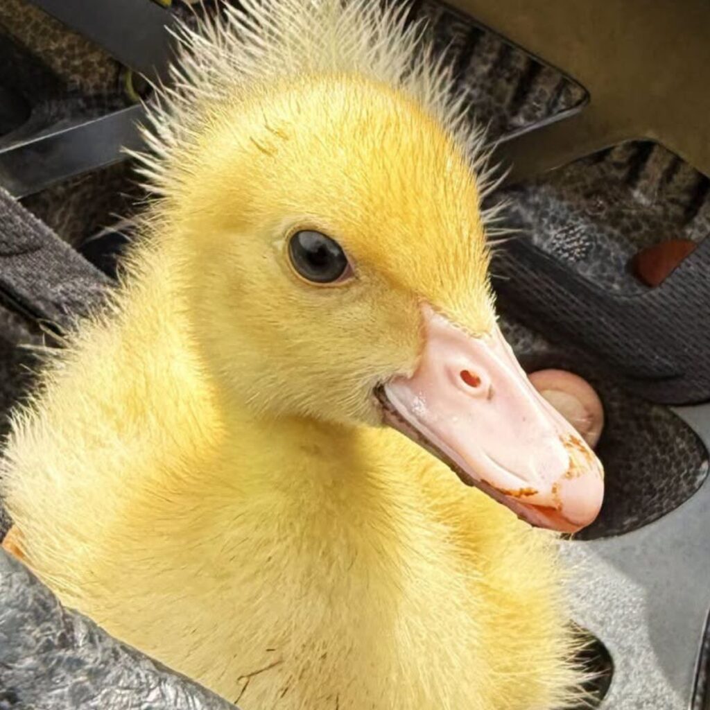 duckling up close