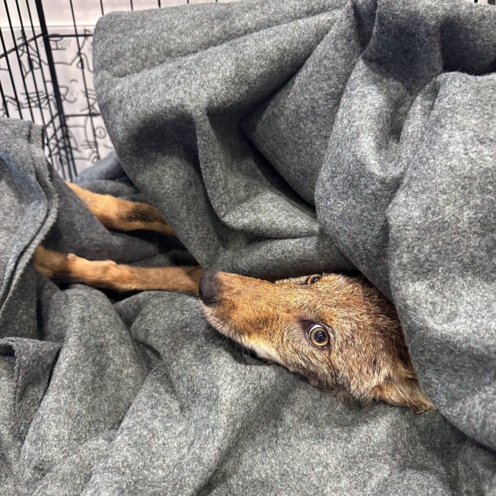 coyote wrapped in a blanket in a cage