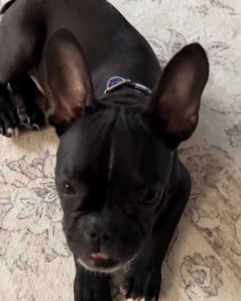 french bulldog puppy lying on the carpet