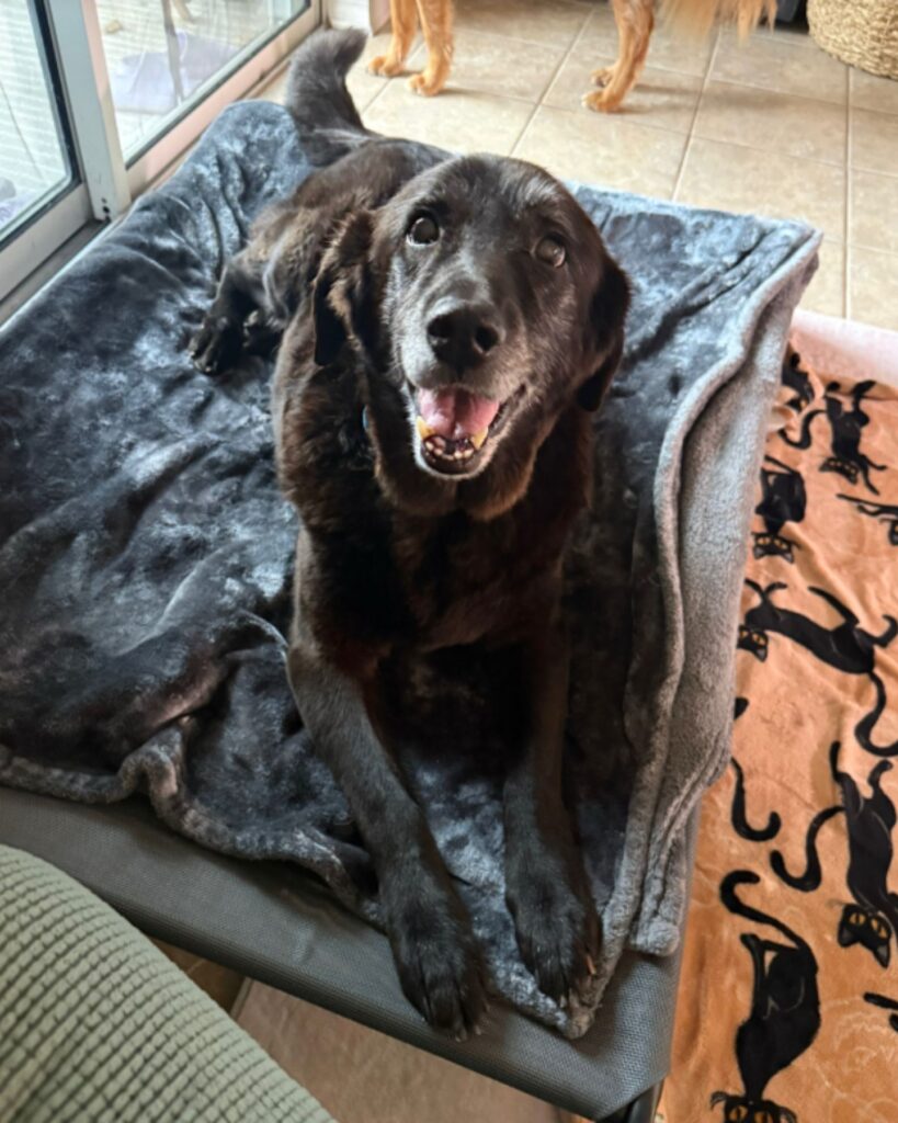black dog lying on a blanket