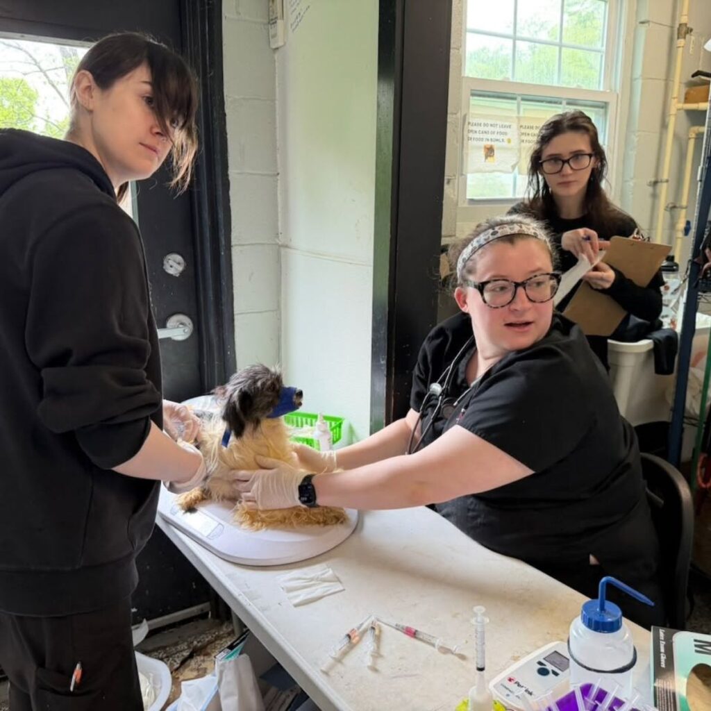 shelter staff examining a dog
