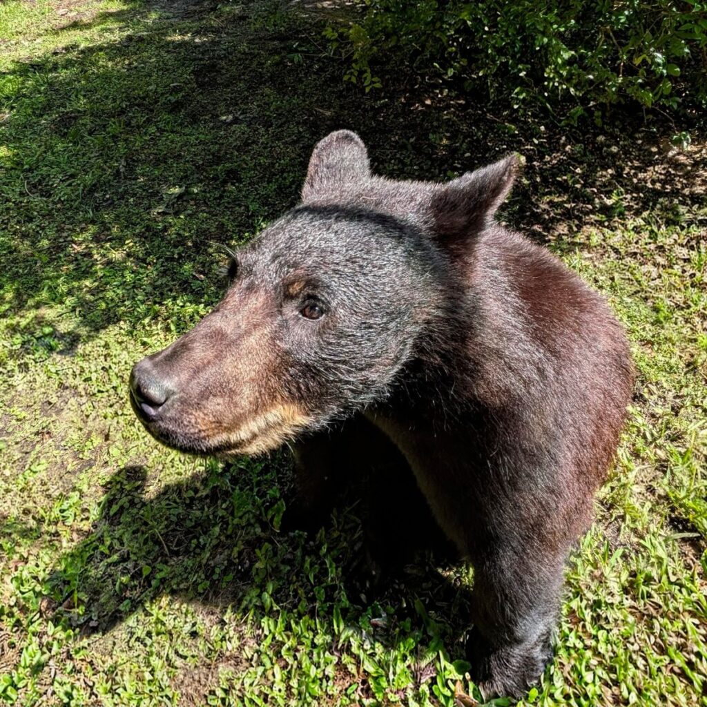 a young bear up close looking to the side