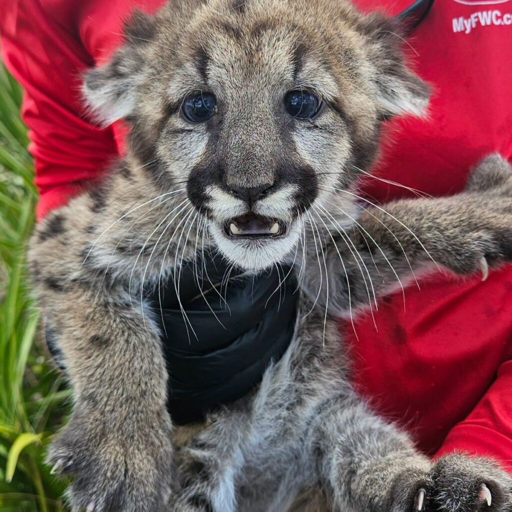 person holding a panther kitten