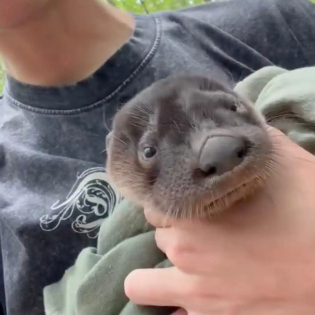 person holding an otter