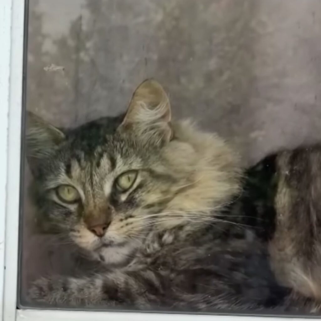 cat lying on the windowsill