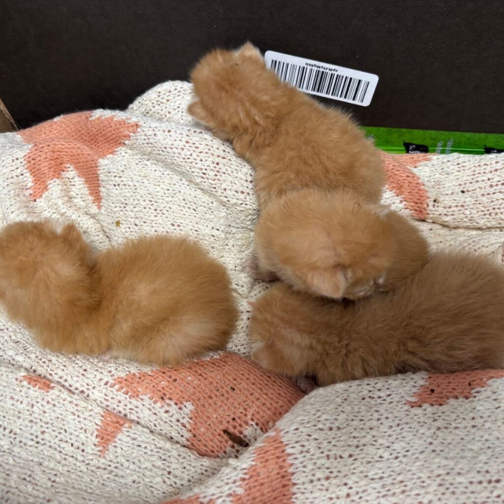 four kittens lying on a fabric