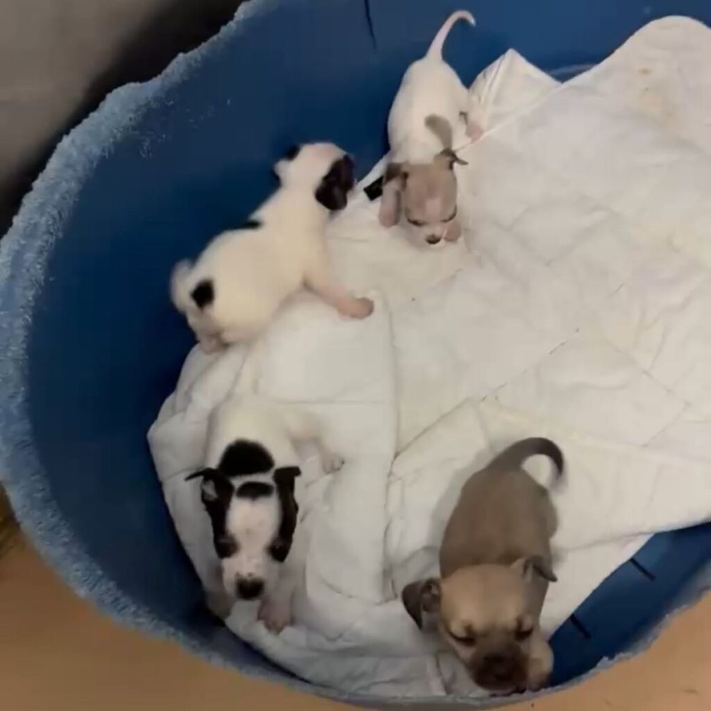 four puppies in a blue container