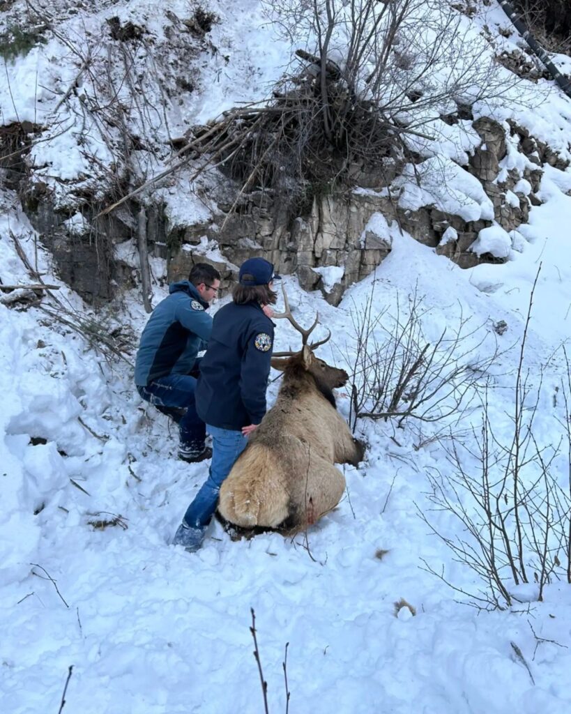 man and woman standing next to an elk lying in snow