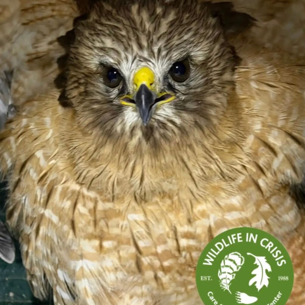 a hawk up close