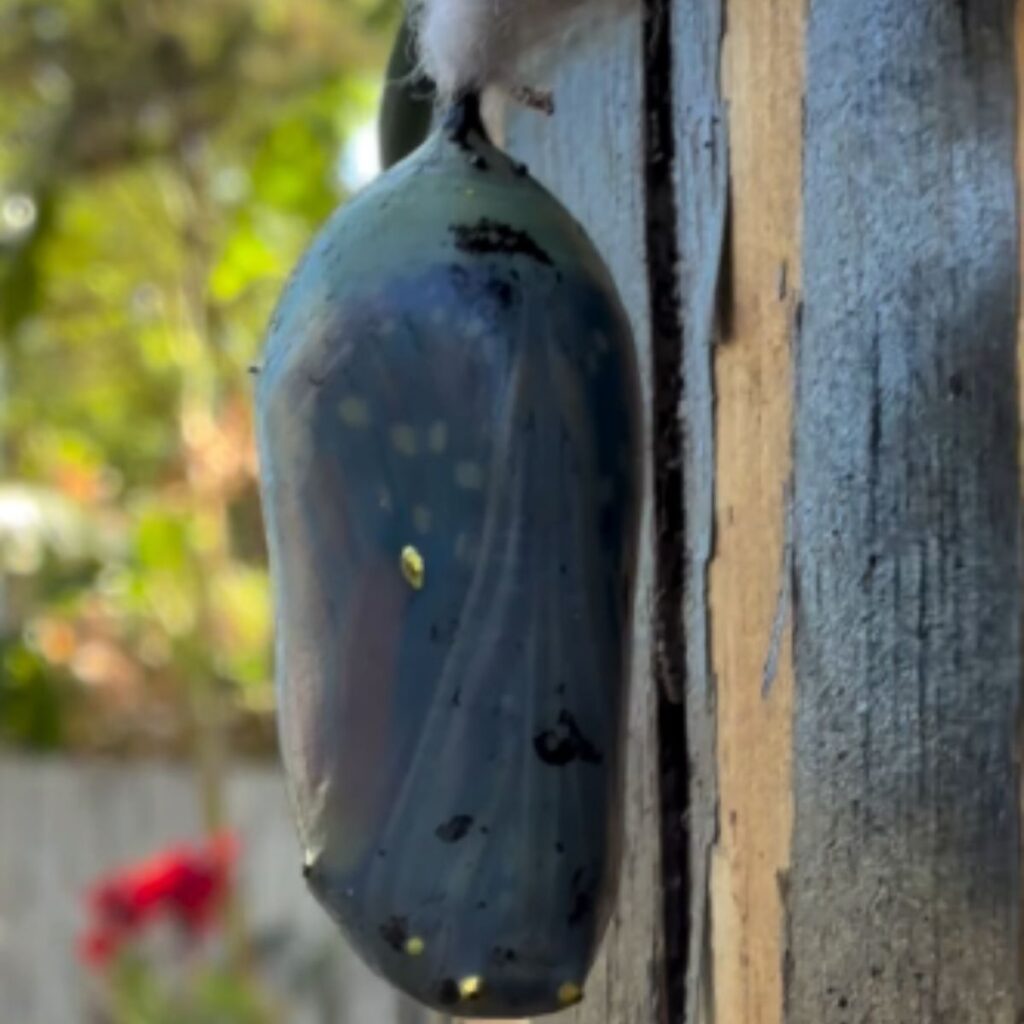 butterfly chrysalis getting darker