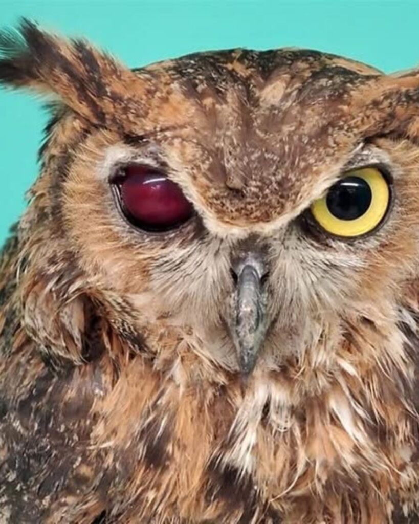 owl with red eye up close