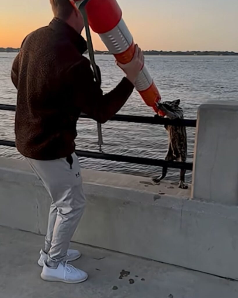 man rescuing a raccoon with a traffic cone