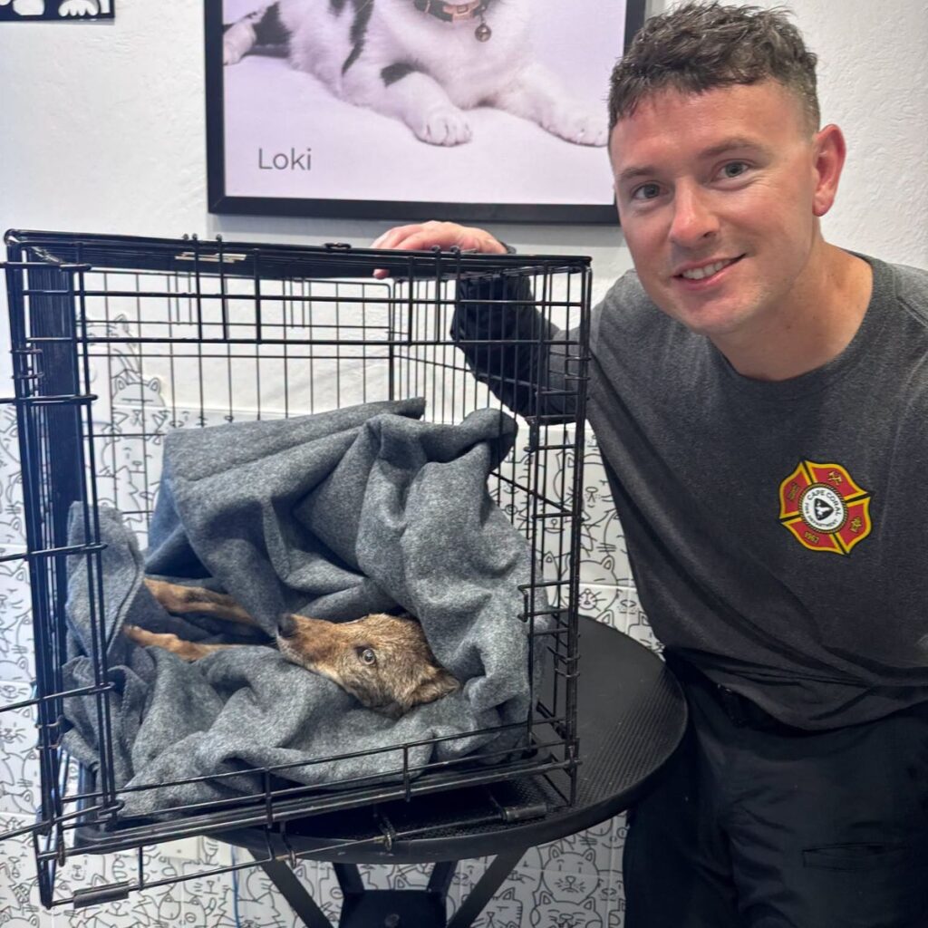 coyote in a cage and a smiling man next to it