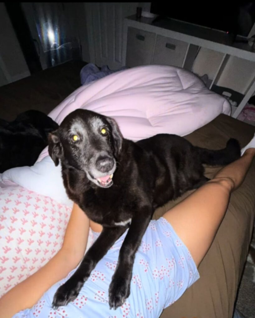 black dog lying on a woman