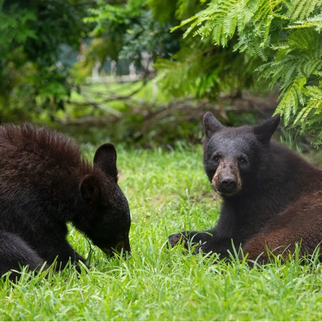 two young bears lying on the grass