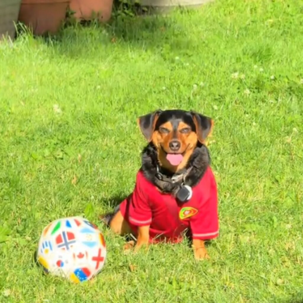 dog in a jersey next to a soccer ball