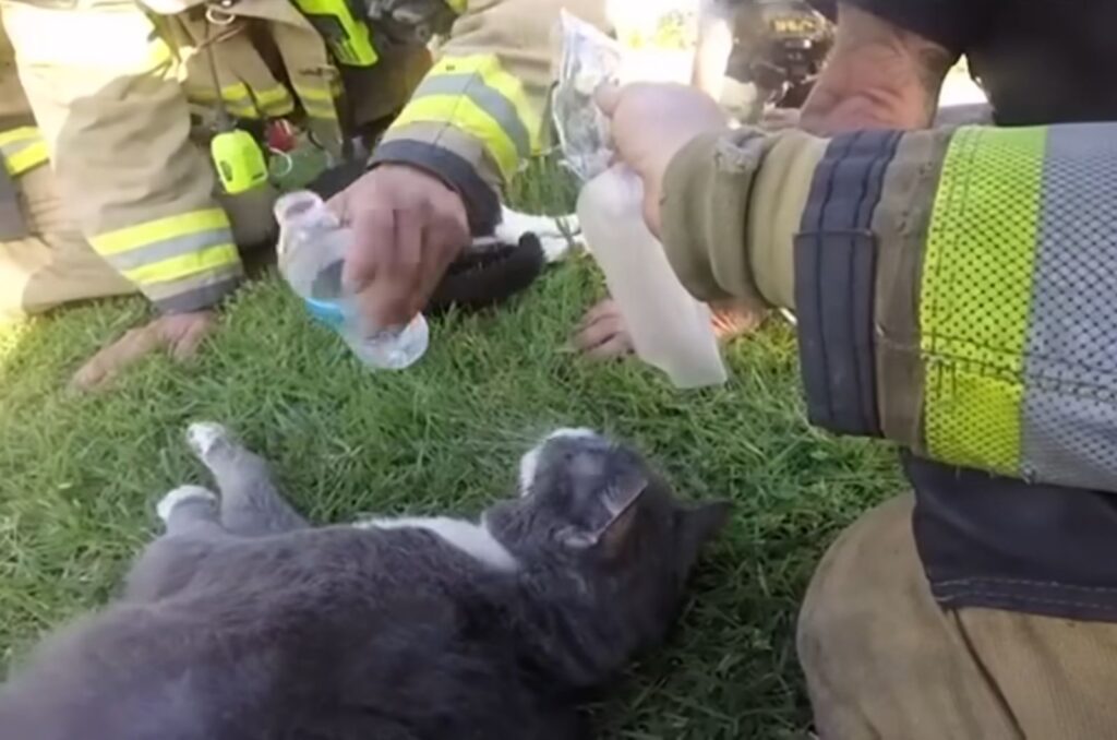 firefighters giving a lying cat water