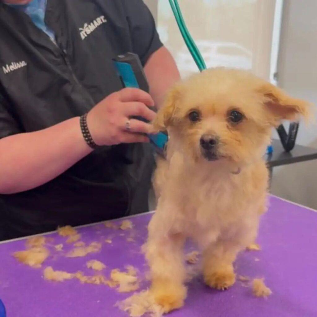 dog being groomed