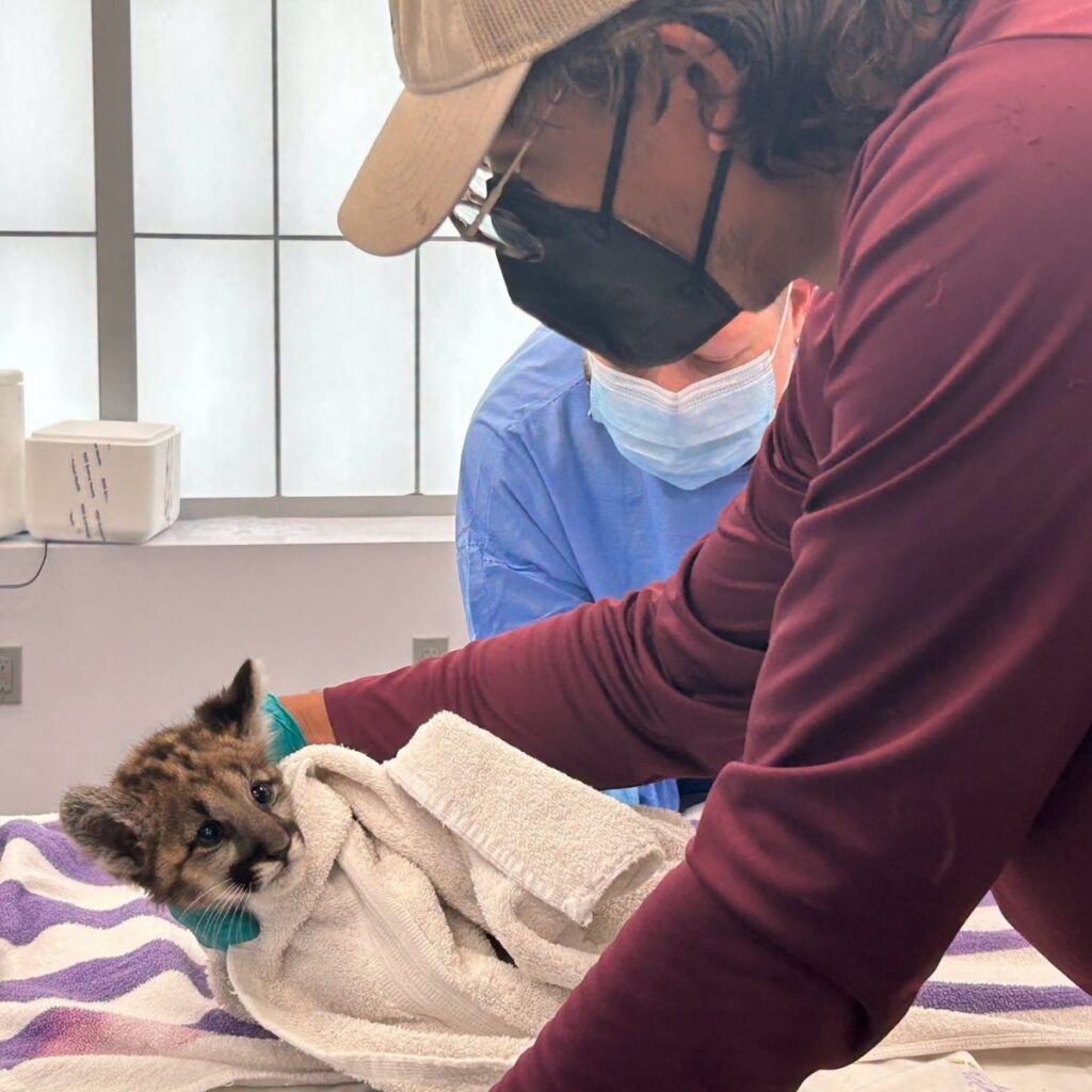 vets examining a panther kitten