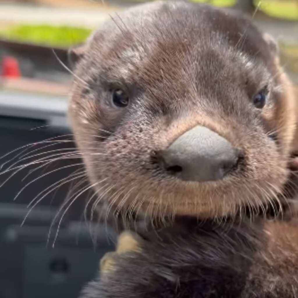 otter+s face up close