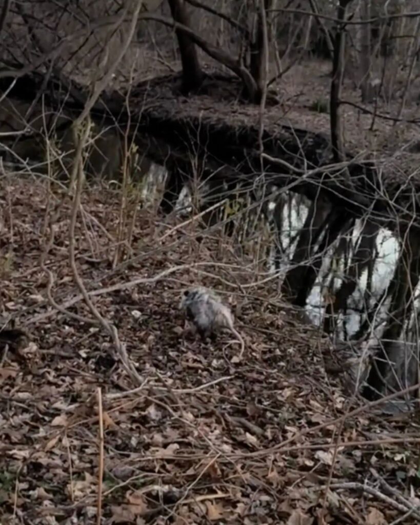 opossum in the woods