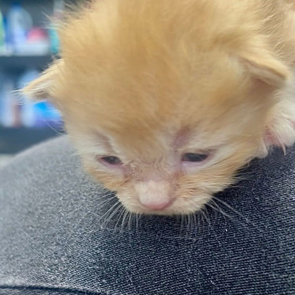 newborn orange kitten