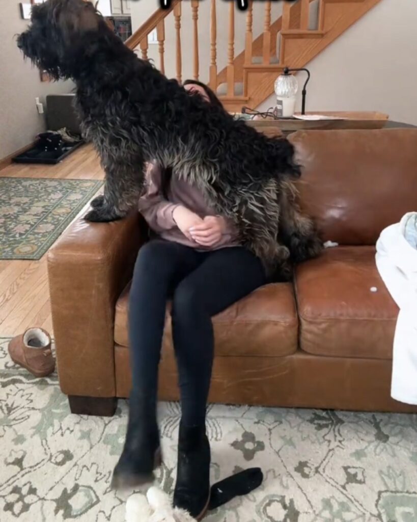 dog standing over a woman sitting on a sofa