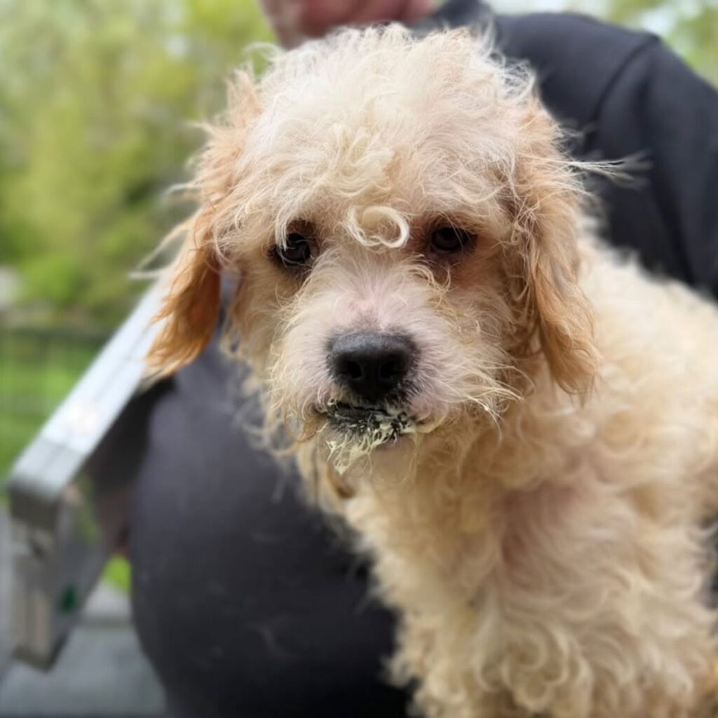 filthy little dog looking at camera