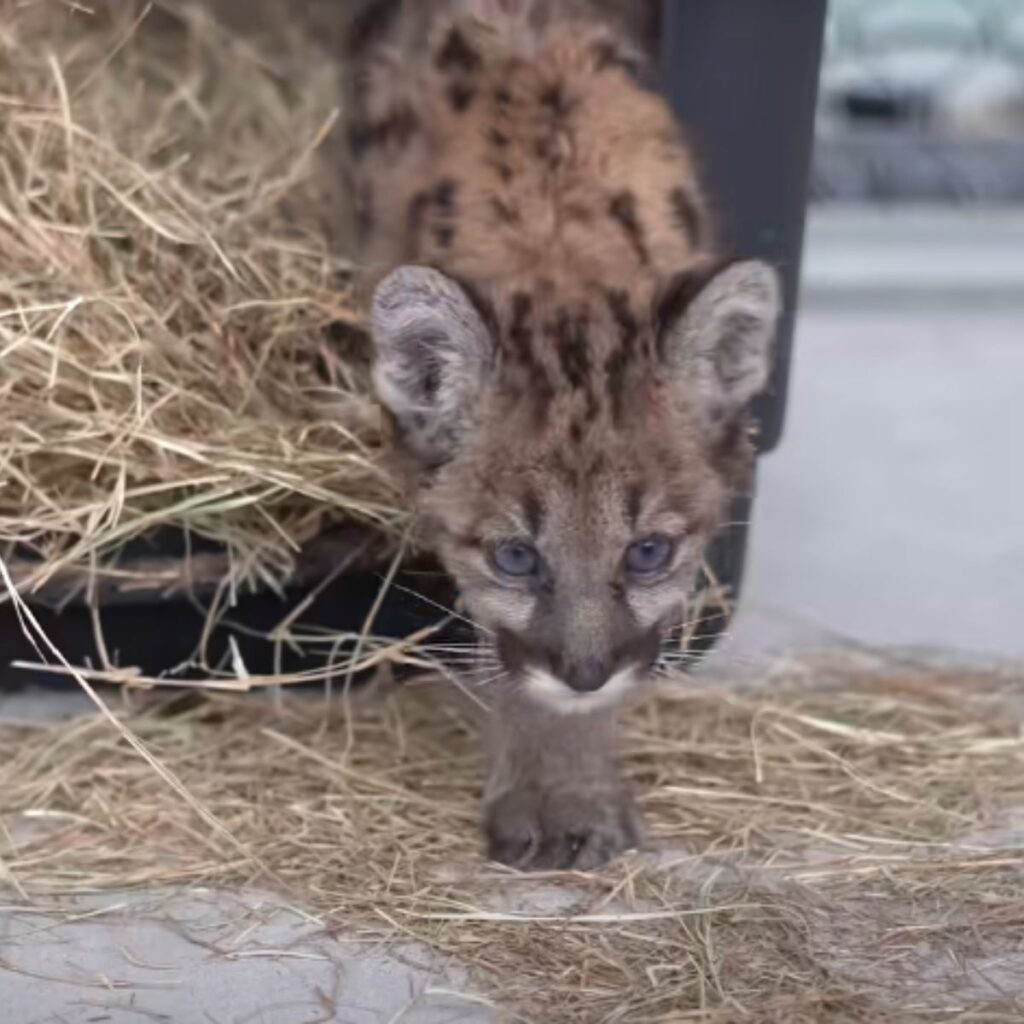 panther kitten coming out of a carrier