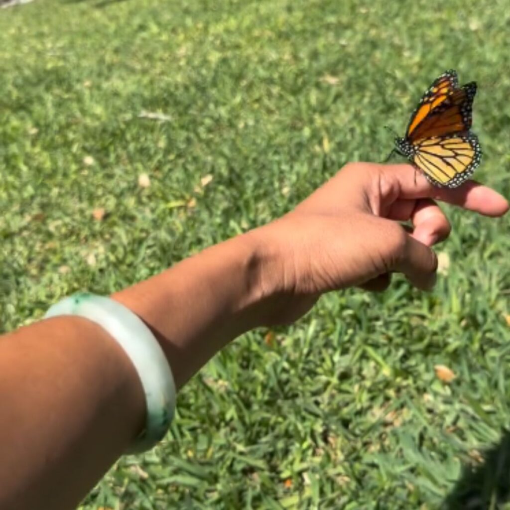 human hand holding a butterfly