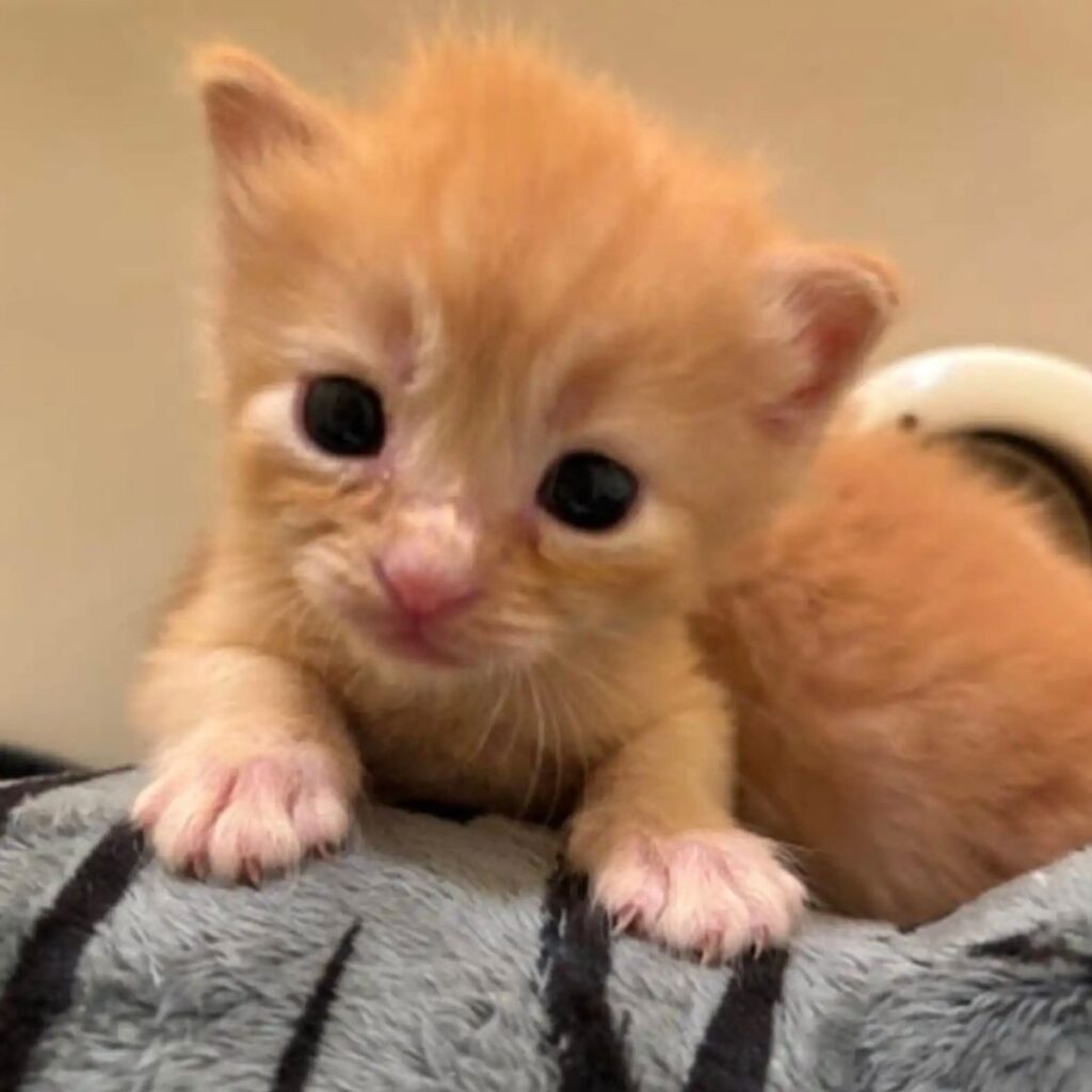 orange kitten looking at camera