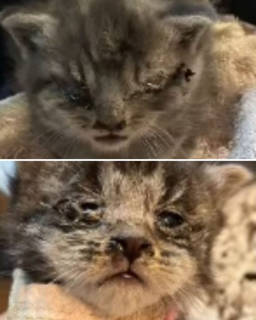 two images of kittens with crusted eyes