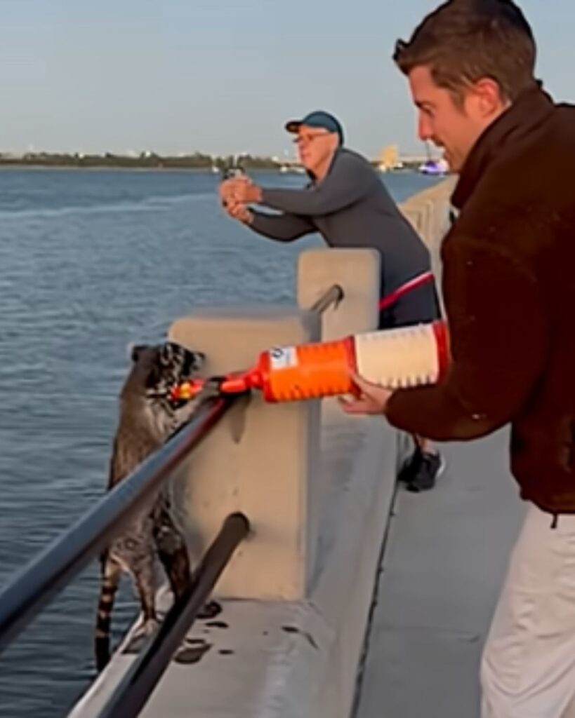 raccoon safely rescued from water with a cone