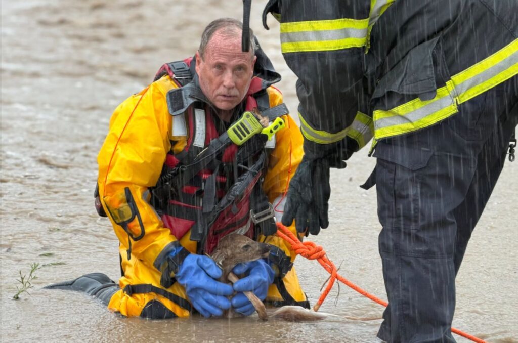 firefighters holding a baby deer he rescued from floodwaters