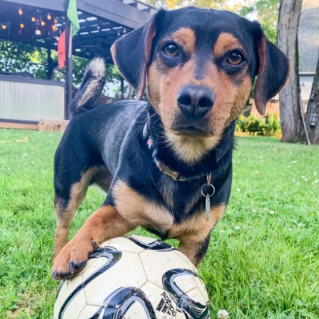 dog on the grass with his paw on a soccer ball
