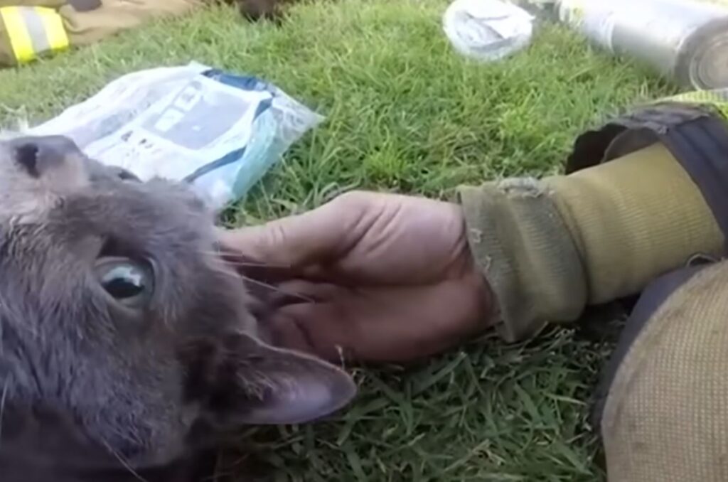 firefighter's hand on a gray cat's head