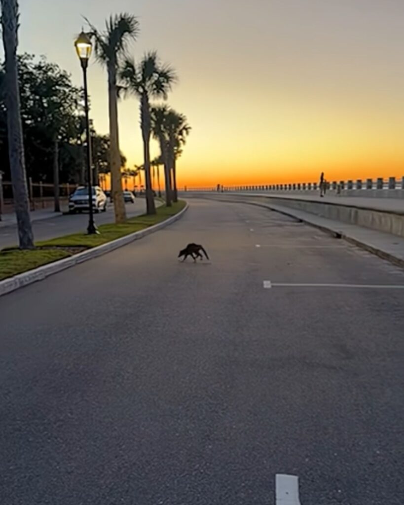 raccoon crossing the street