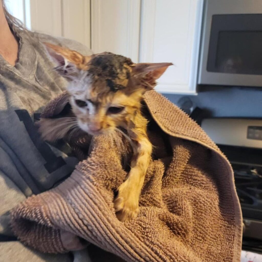 person holding a kitten