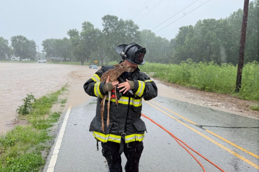firefighter carrying a soaked baby deer
