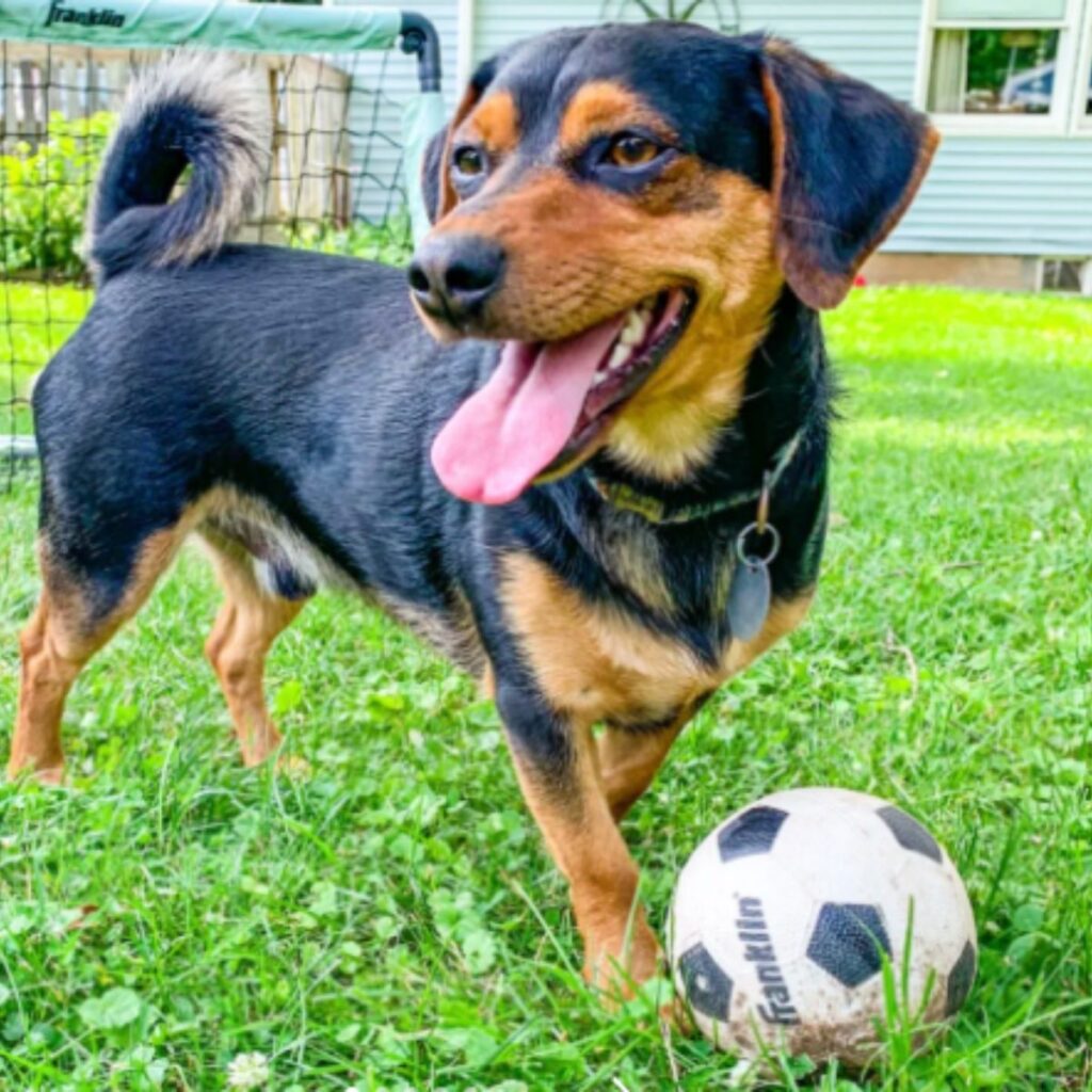 dog standing on the grass with a ball in front of him