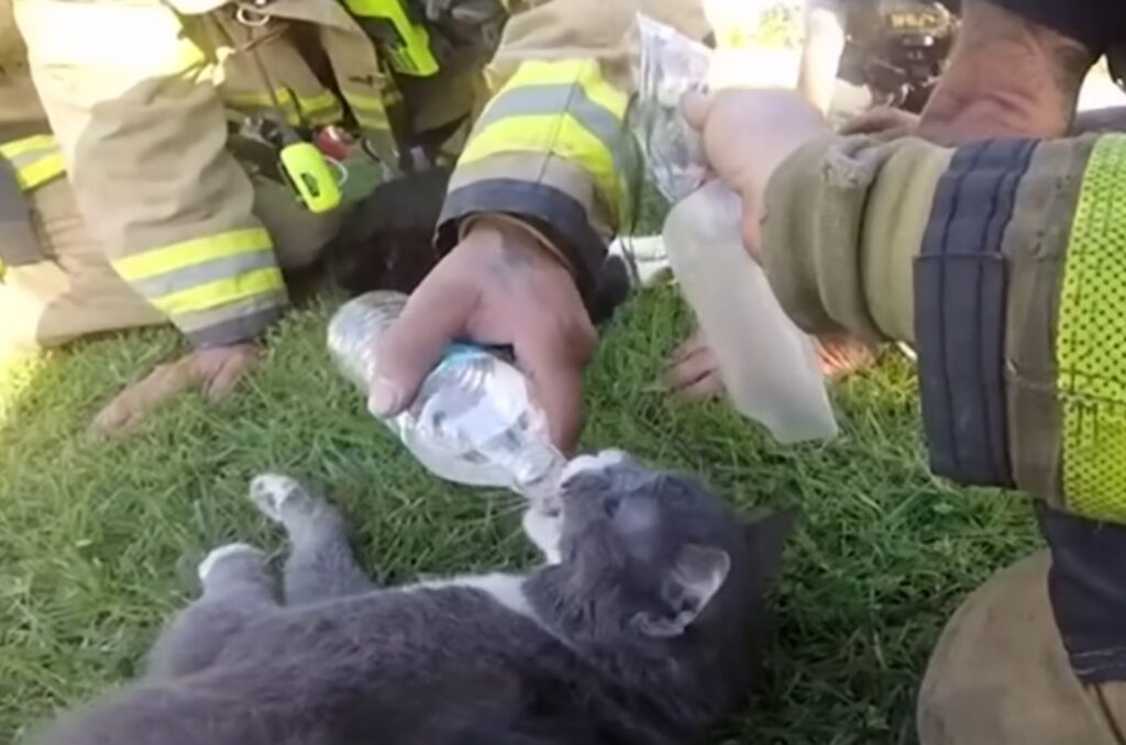cat drinking water from a firefighter's hand