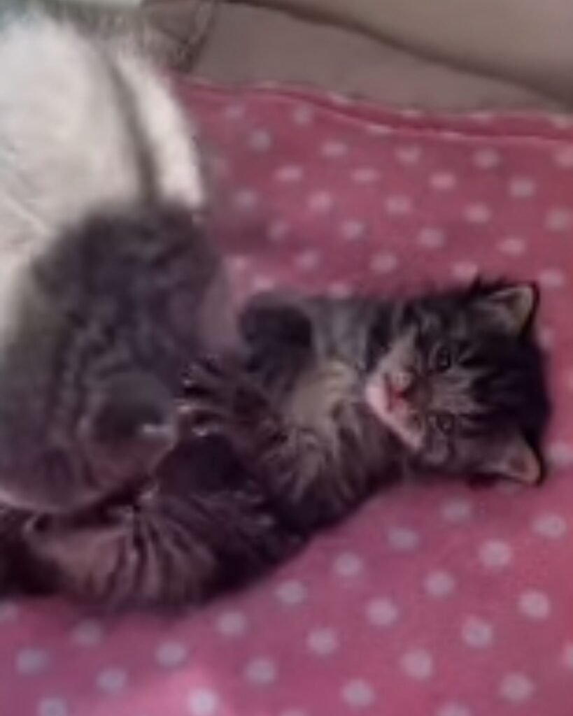 kittens playing on a blanket