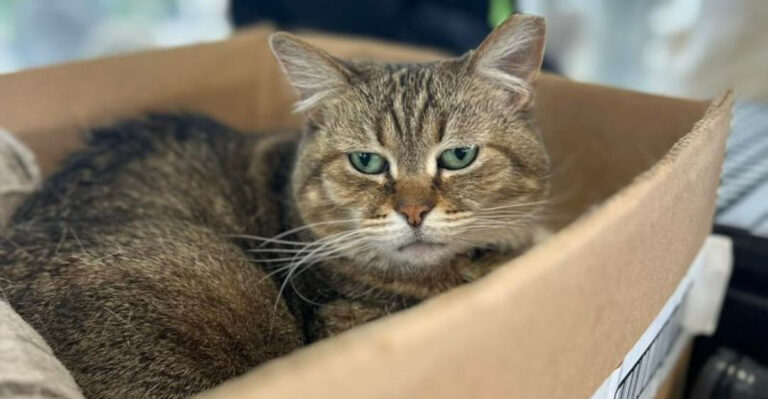 7 Mysterious Signs Your Cat Knows Something You Don’t