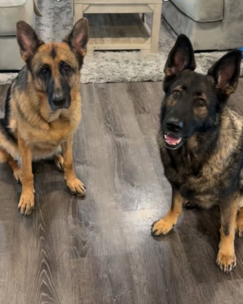 two german shepherds sitting in a room