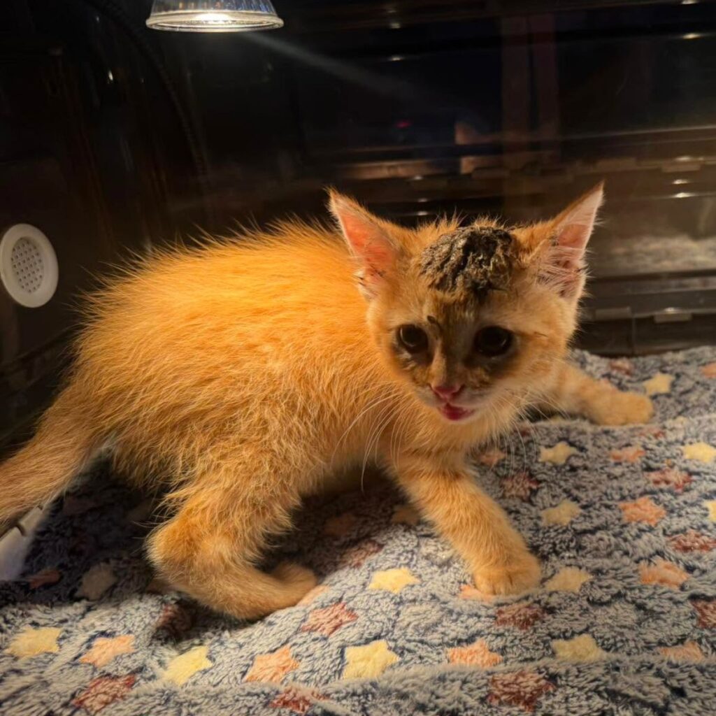 ginger kitten under a light