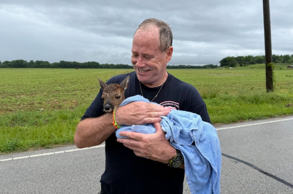 smiling firefighter holding a baby deer in a towel